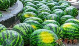 复旦大学网红吃瓜,揭秘校园热点背后的故事